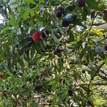 浙江慈城杨梅