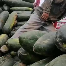 精品青皮地冬瓜