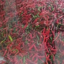 纯红湘妍15号有45000斤货急售