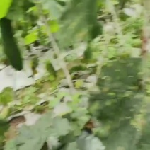 黑皮冬瓜，有需要可以联系我，价格可以谈