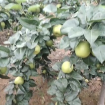 本地翠冠梨，再有十天大量上市