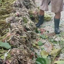 深水带叶睡莲