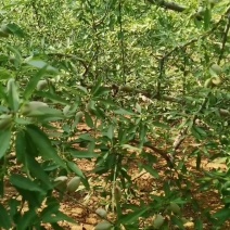 鲜巴旦木