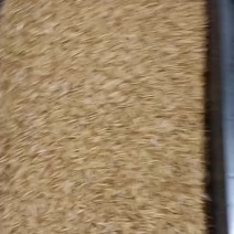 黄粉虫