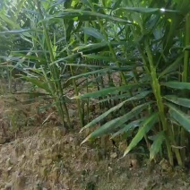 小黄姜原产地量大