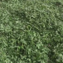 野生灰灰菜