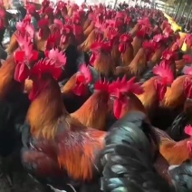 富凤放养鸡，老水，肉质细腻紧致，黄油瑶公