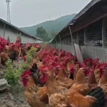 三黄鸡，麻黄公，辣子鸡精品，肉质细腻