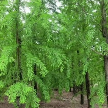 中山杉树