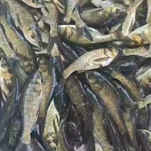 花鲢苗，胖头苗，全国养殖有基地，需要量大的来找我们。