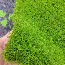 人工种植小灰藓