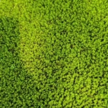 精品人工种植纱布星星藓