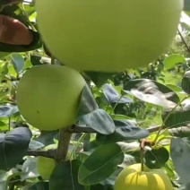 翠玉梨，俗称苹果梨