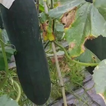 平均33+.合适直接来电