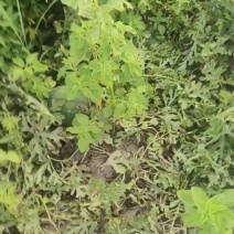 原苗头茬蜜冠龙，6-8斤起，0.38包上车