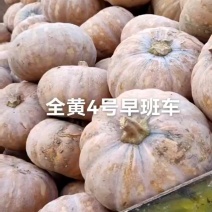 精品盘龙204南瓜，产地直销，随行就市。