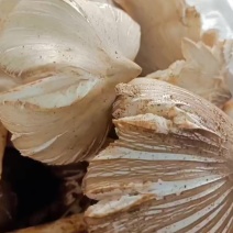 鸡枞菌（大山上野生菌）