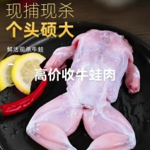 免浆牛蛙来自大自然的馈赠|||冻品免浆蛙肉！保质期长！鲜嫩可
