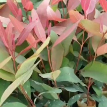 桉树苗