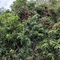 正宗小核桂味清甜无渣，低价抹泪甩卖批发