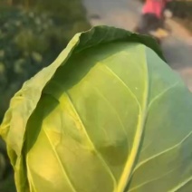 甘蓝，不是宣菜，有点硬