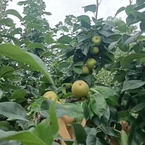 江西省金溪县的翠冠梨