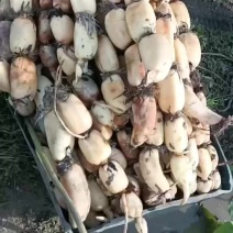 广西莲藕，新六号粉藕，大白胖莲藕，价格美丽。