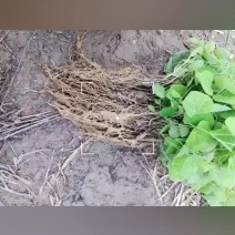 出售粉防己苗