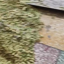 陕南特产常年供应优质新鲜蚕豆胡豆食品级饲料级都可以请联系