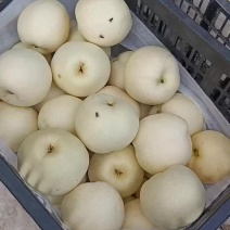 冠县白宝石梨大量现货欢迎电商团购批发市场等前来洽谈合作