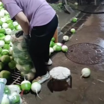 精品宝玉萝卜