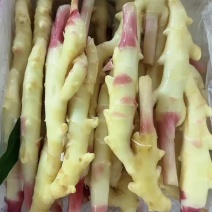 子姜