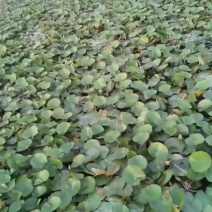 盆栽睡莲28X39量大价廉