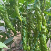 螺丝椒苗