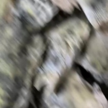 速冻桂鱼货量较大可以长期供货欢迎咨询