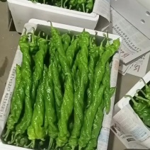 螺丝椒，龙椒，全螺，麻面，颜色绿，河北唐山大棚螺丝椒