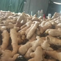 精品山东安丘大姜