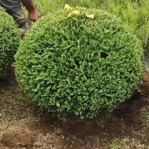 红豆杉塔型
