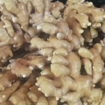 山东大姜
