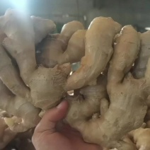 山东大姜