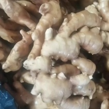 山东大姜