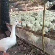 三花鹅