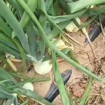 凌海147洋葱大量成熟上市