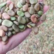 蚕豆2025年新鲜蚕豆胡豆全国发货大量供应