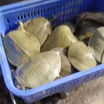 中华甲鱼，日本甲鱼，5年水库生态大甲鱼，支持批发零售
