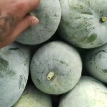 水果冬瓜大量有货个头均匀表皮光滑大量现货价格实惠