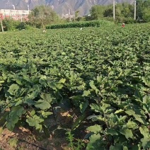 茄子