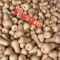 【推荐金枕头南瓜口感面甜皮薄肉厚全国发货保质保量！