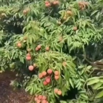 桂味荔枝