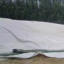 济麦22